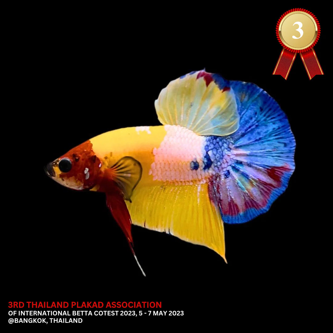 Competition grade - Multicolor Betta Fish (MALE)