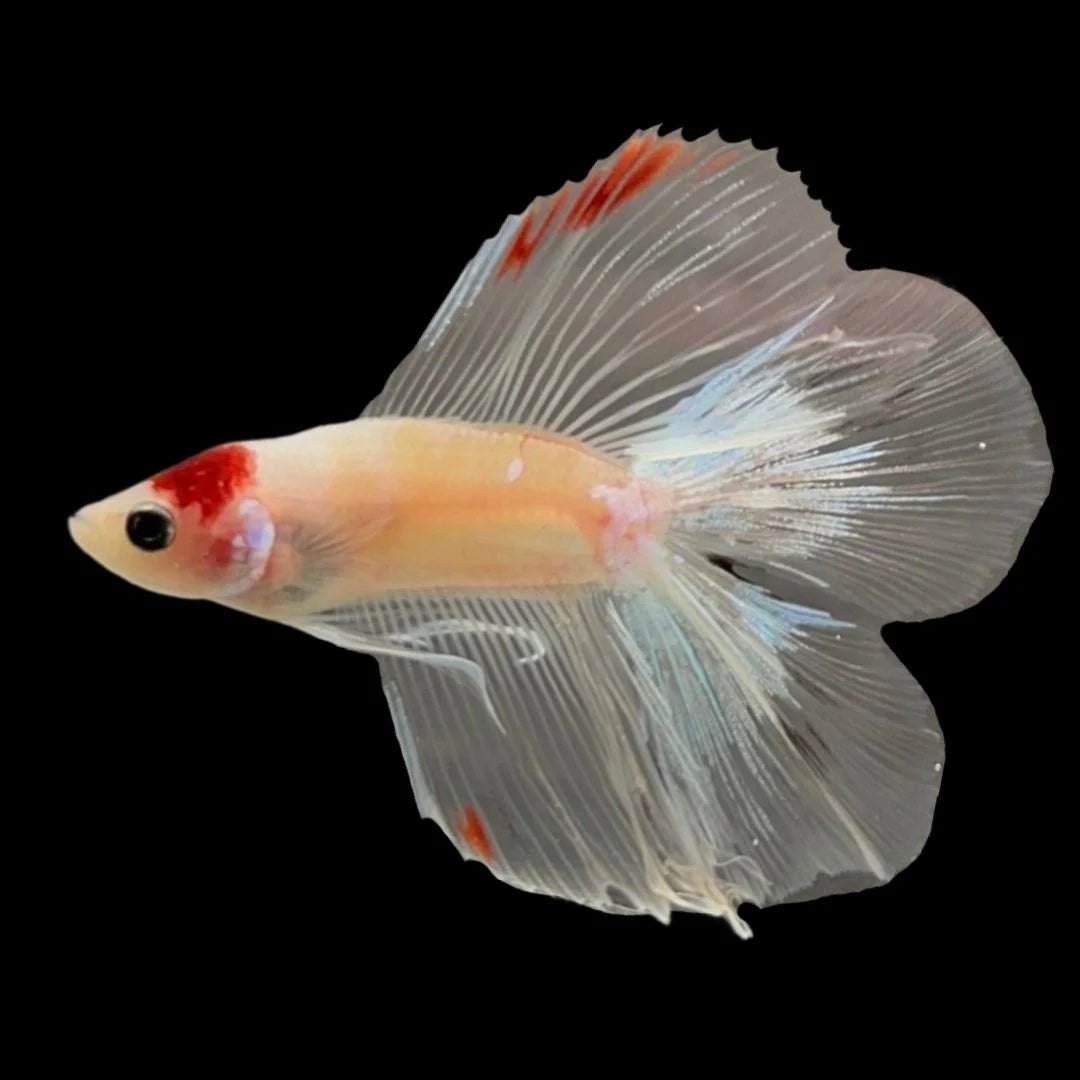 Competition Fullmoon Tanjo Betta Fish (MALE)