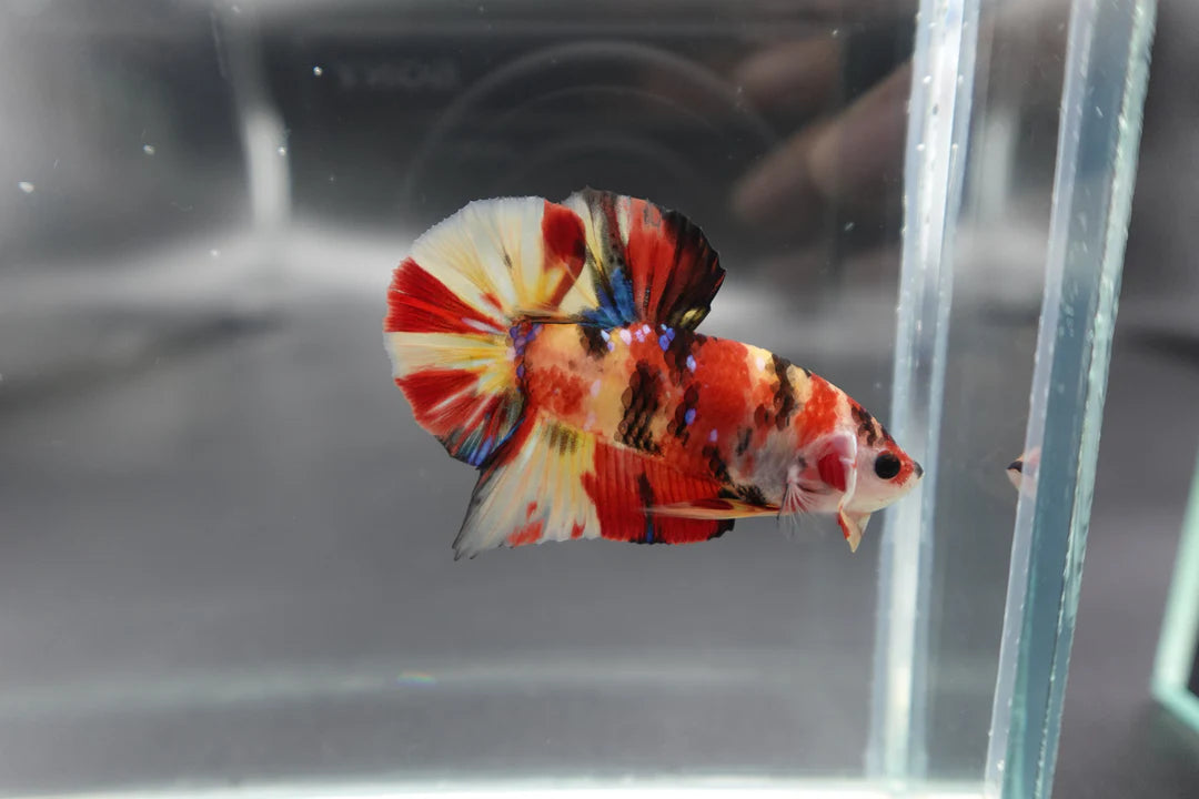 Rare Fire Tiger Betta Fish (Male)