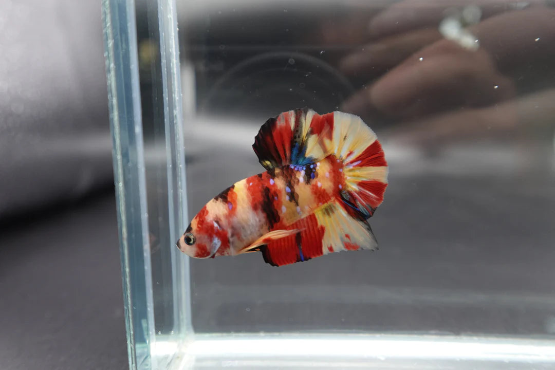 Rare Fire Tiger Betta Fish (Male)
