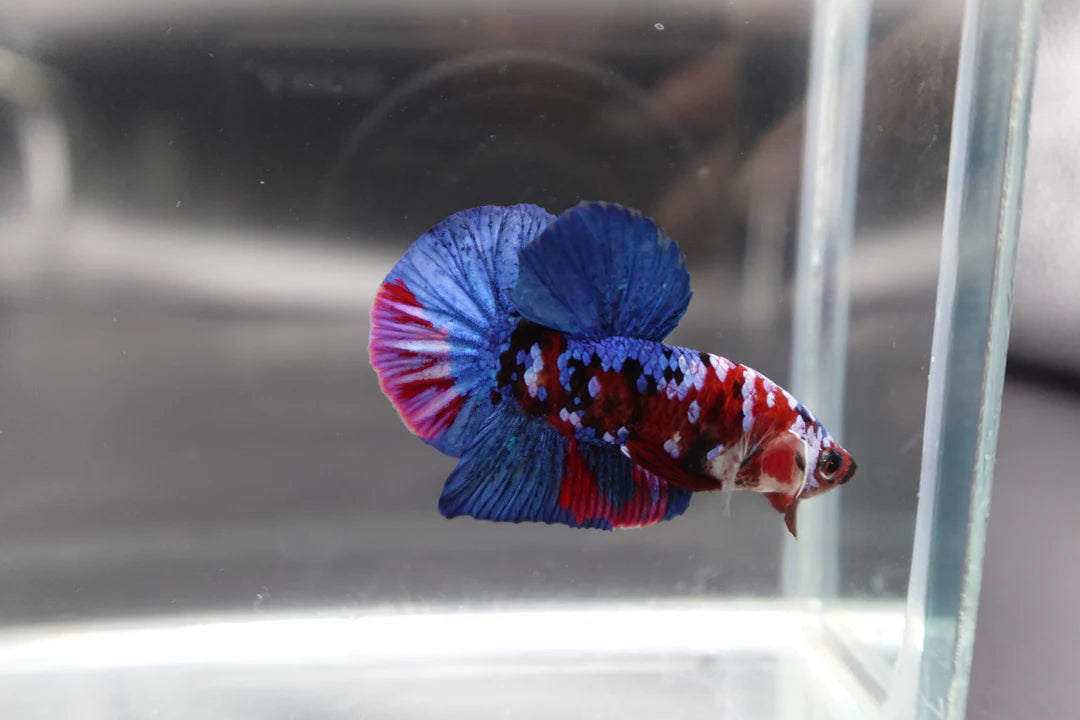 Rare Blue And Red Betta Fish (Male)