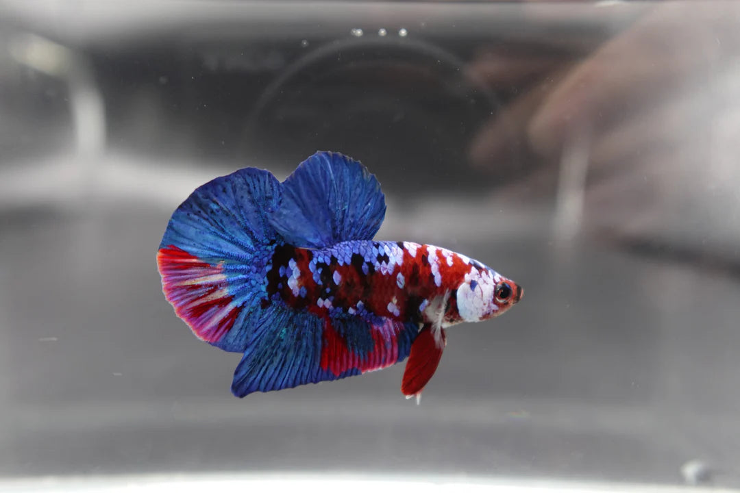 Rare Blue And Red Betta Fish (Male)