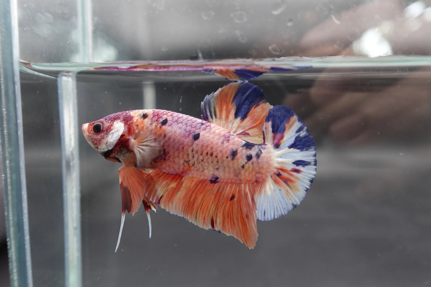 Rare Giant Multicolors Betta Fish (Male)