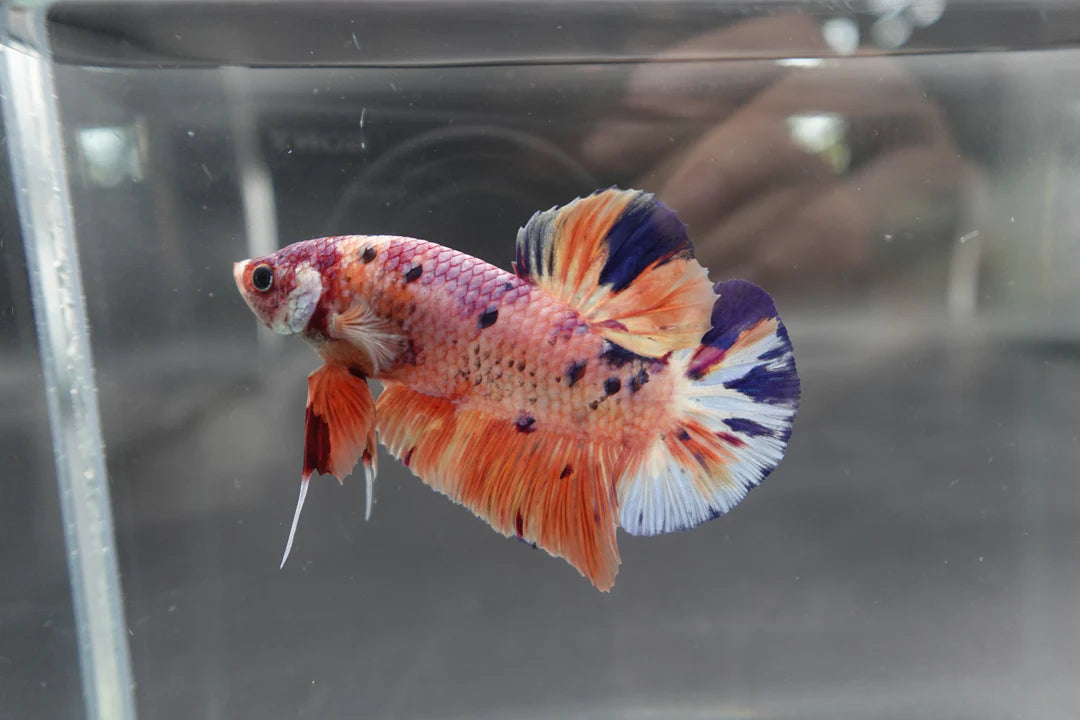 Rare Giant Multicolors Betta Fish (Male)