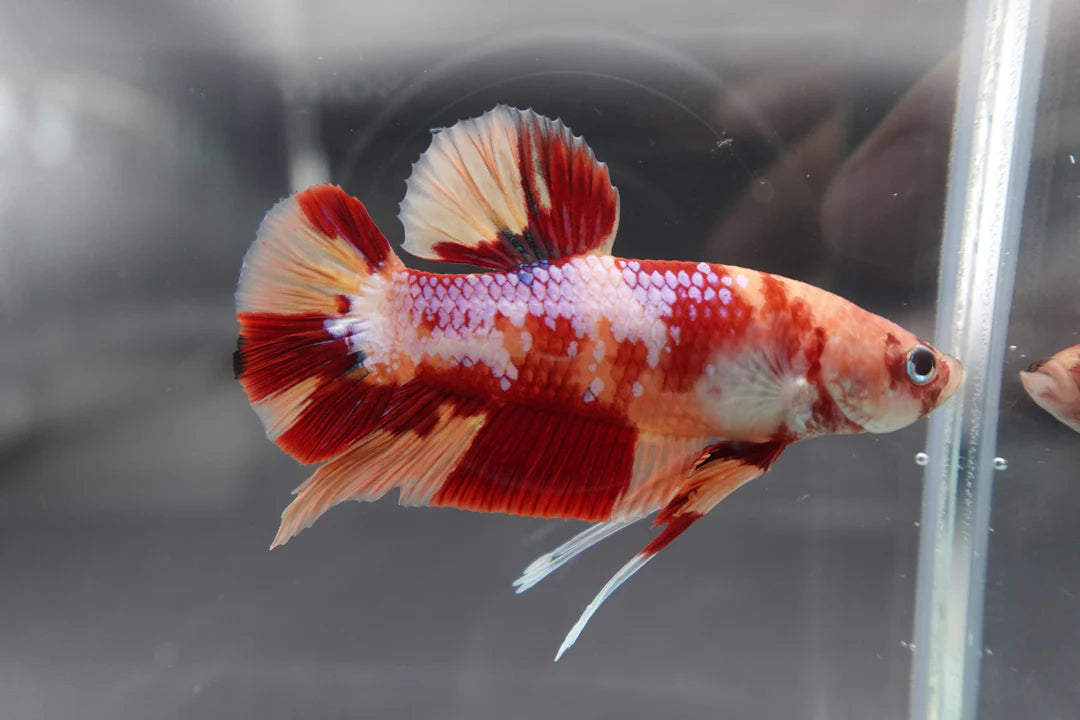 Rare Giant Candy Betta Fish (Male)