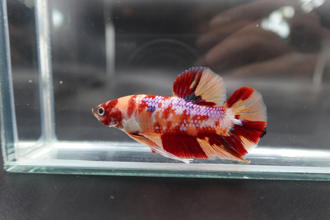 Rare Giant Candy Betta Fish (Male)