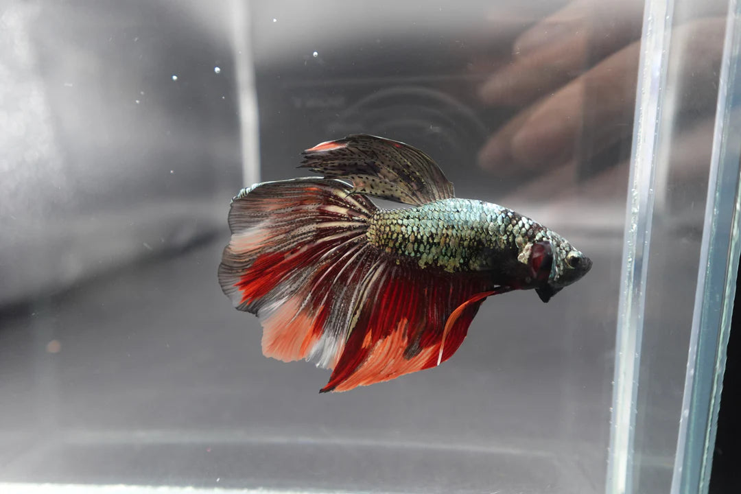 Rare Giant Halfmoon Red Copper Betta Fish (Male)