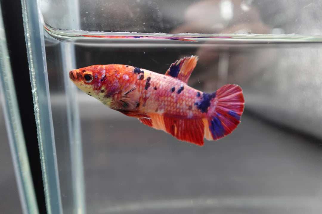 Rare Super Giant Koi Multicolors Betta Fish (Female)