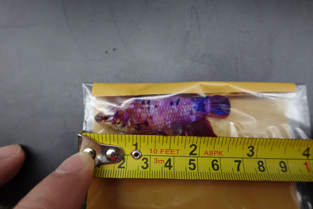 Rare Super Giant Koi Multicolors Betta Fish (Female)