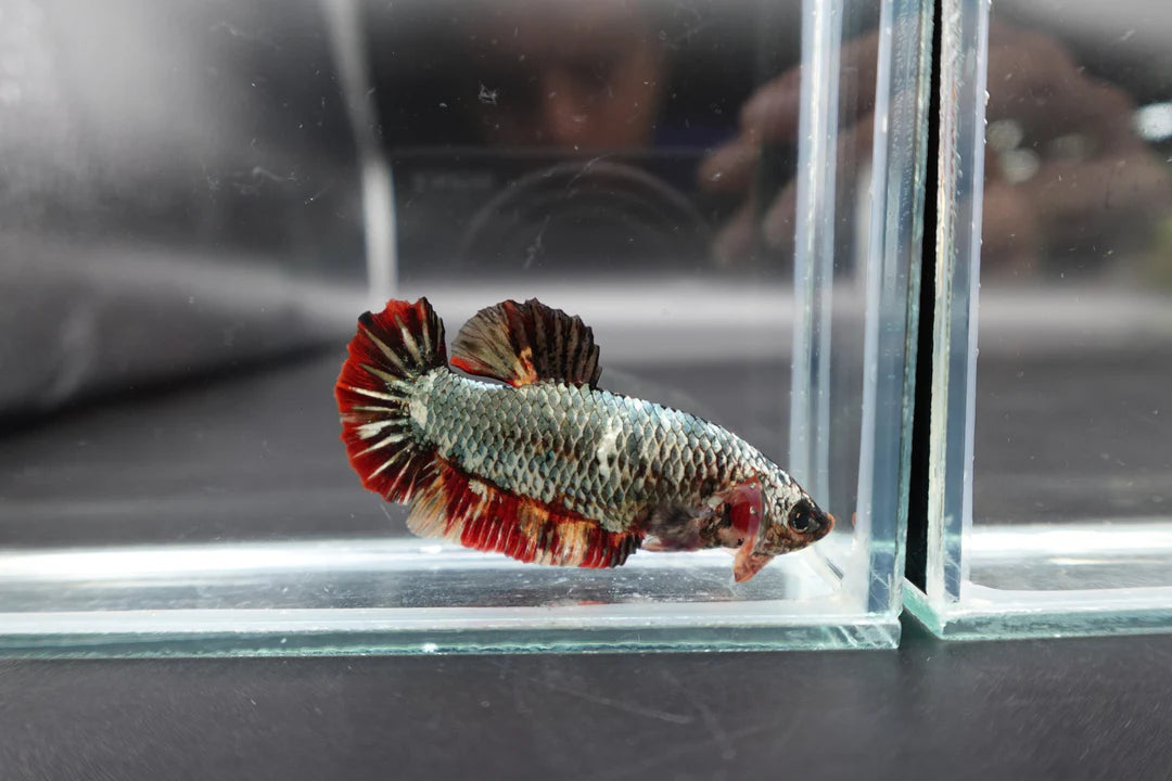 Rare Super Giant Copper Red Tail Betta Fish (Female)
