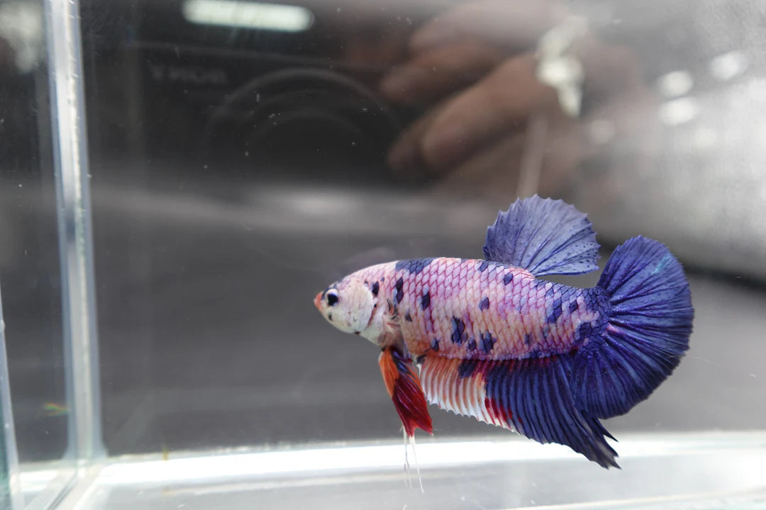 Rare Giant Multicolors Betta Fish (Male)