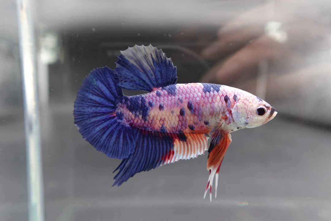 Rare Giant Multicolors Betta Fish (Male)