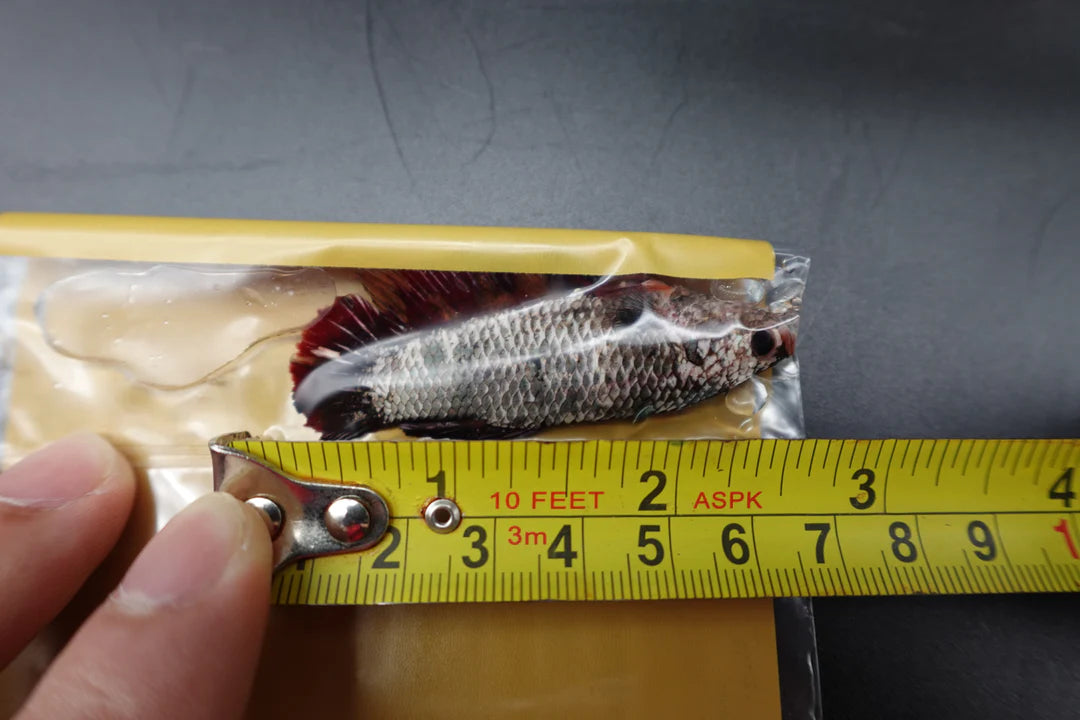 Rare Super Giant Copper Red Tail Betta Fish (Female)