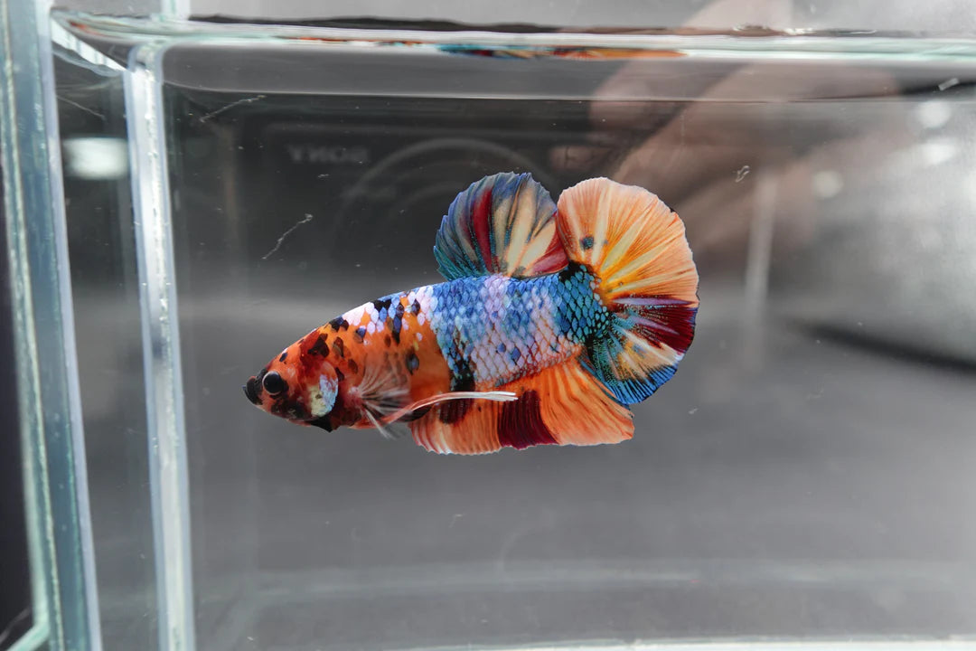 Rare Giant Multicolors Betta Fish (Male)