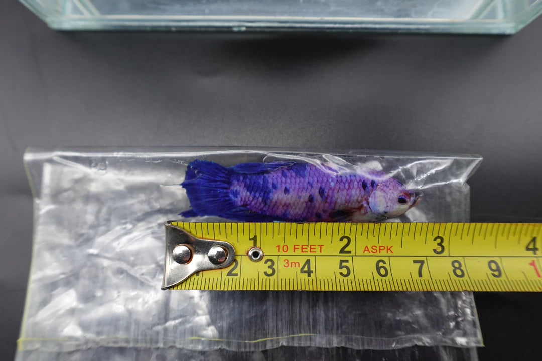 Rare Giant Multicolors Betta Fish (Male)