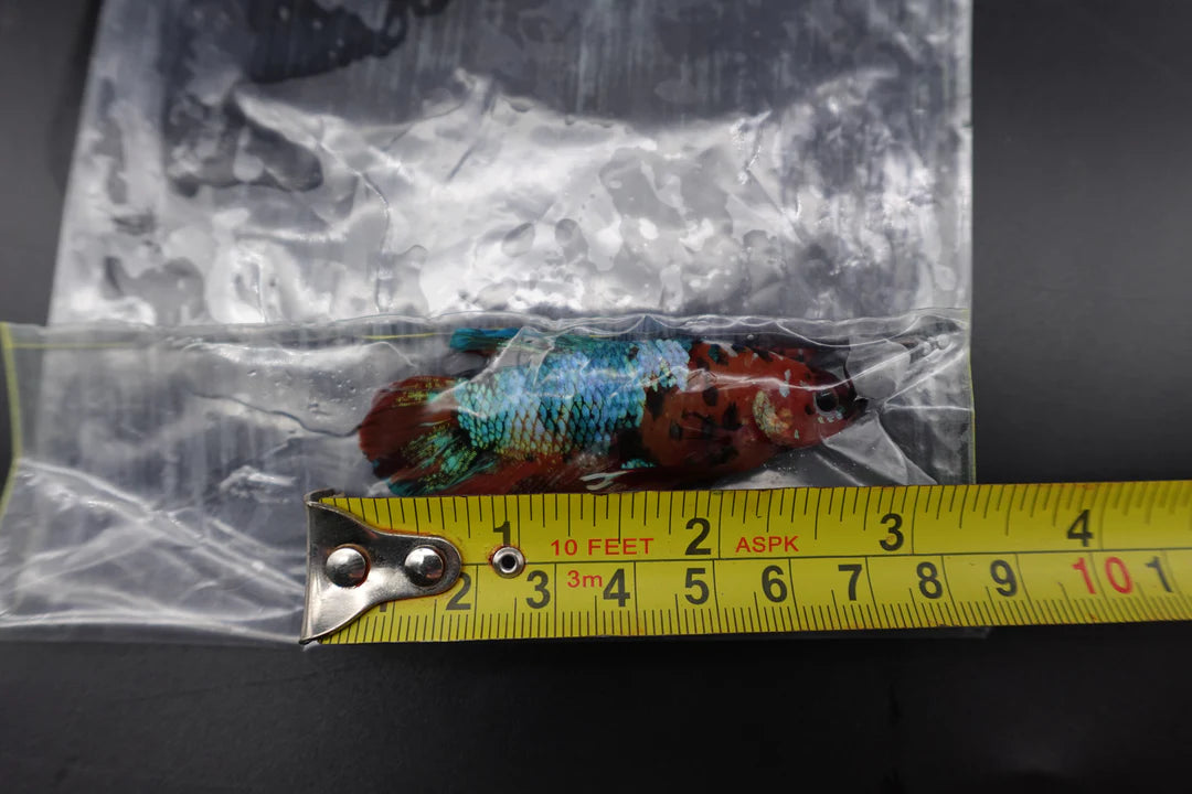 Rare Giant Multicolors Betta Fish (Male)
