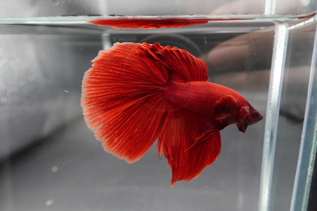 Rare Giant Halfmoon Super Red Betta Fish (Male)