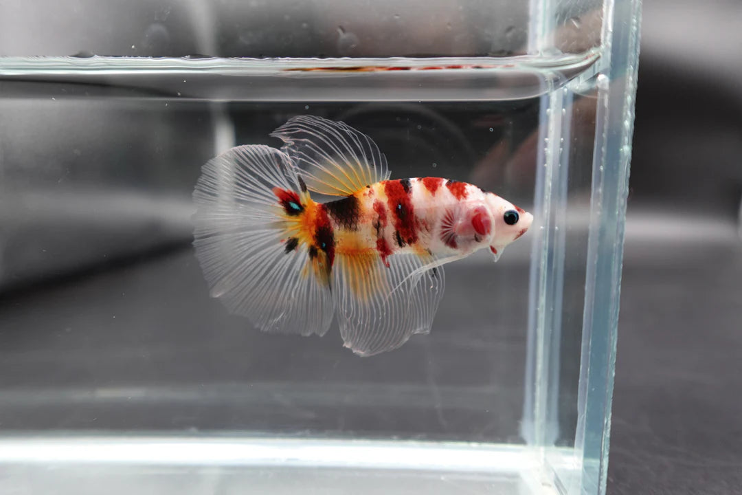 Rare Giant Halfmoon Koi Multicolors Betta Fish (Male)