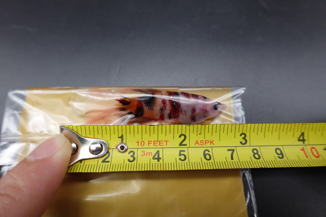 Rare Giant Halfmoon Koi Multicolors Betta Fish (Male)