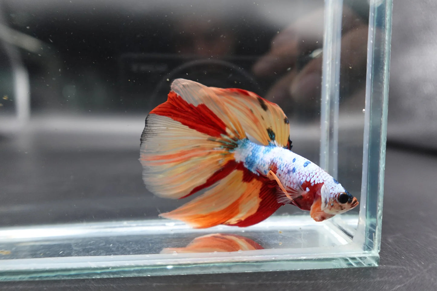 Rare Giant Halfmoon Multicolors Betta Fish (Male)