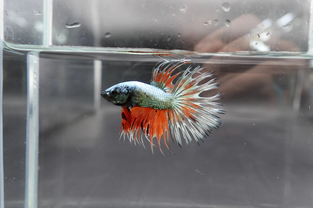 Rare Multicolors Crowntail Betta Fish (Male)