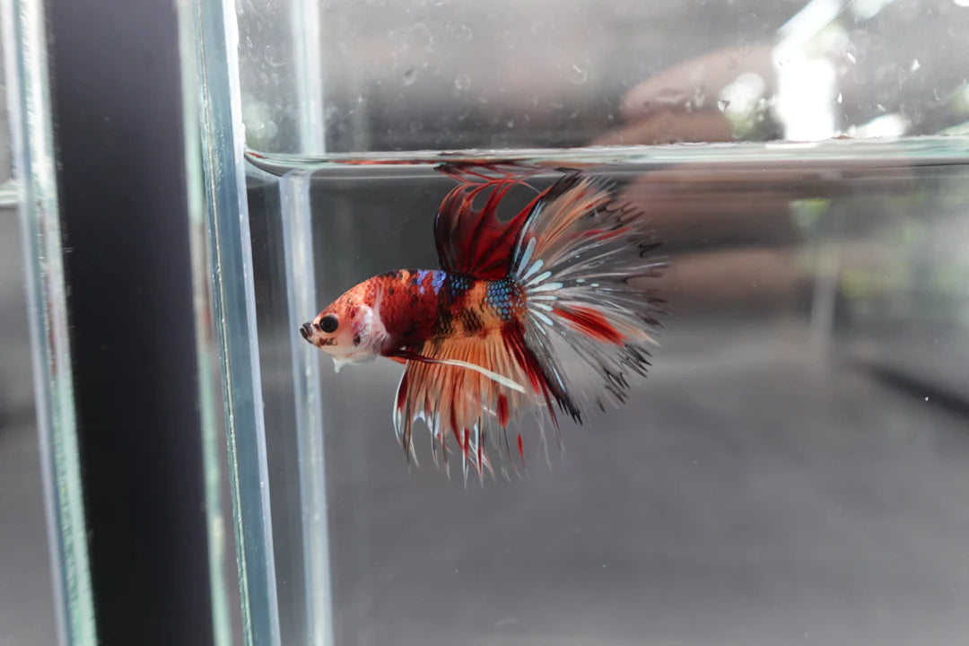 Rare Multicolors Crowntail Betta Fish (Male)