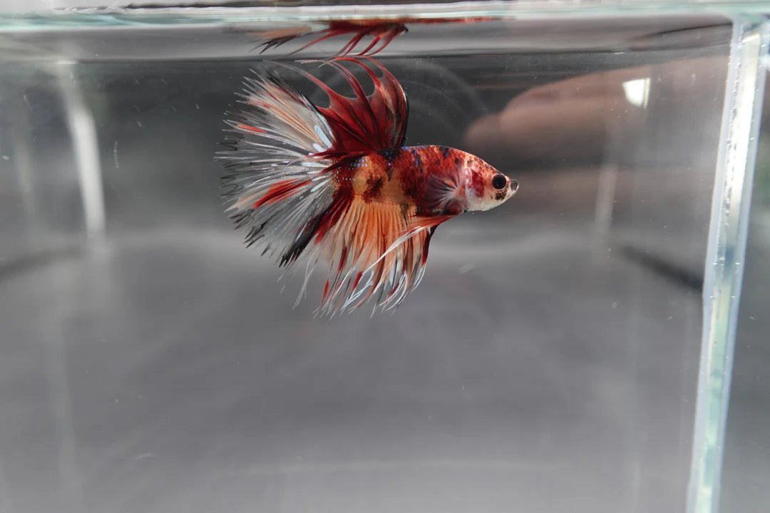 Rare Multicolors Crowntail Betta Fish (Male)