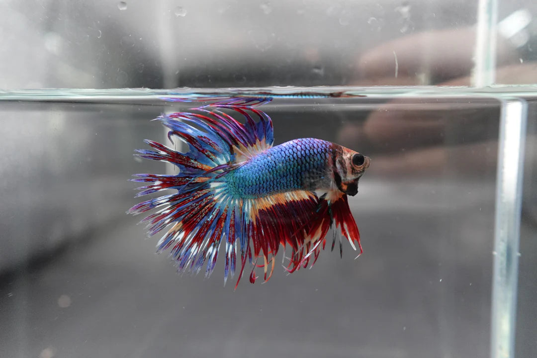 Rare Multicolors Crowntail Betta Fish (Male)