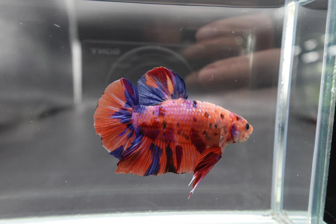 Rare Giant Multicolors Betta Fish (Male)
