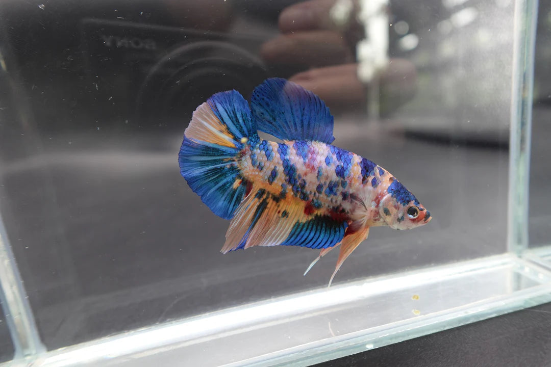 Rare Giant Multicolors Betta Fish (Male)