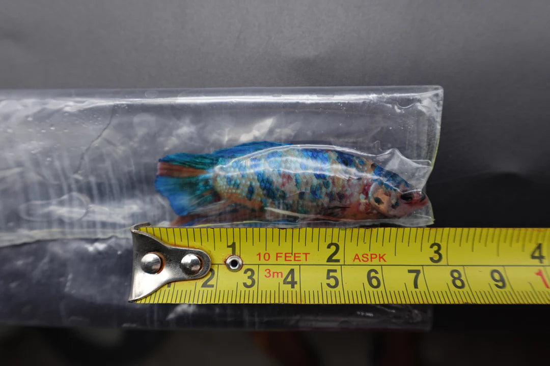 Rare Giant Multicolors Betta Fish (Male)