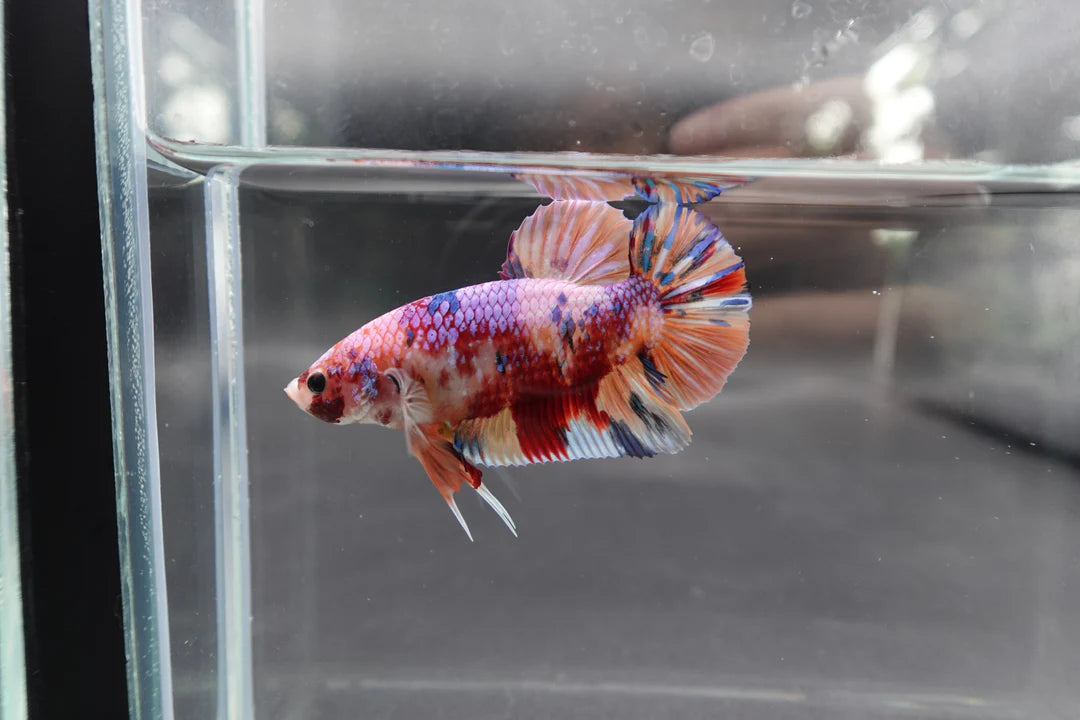 Rare Giant Multicolors Betta Fish (Male)
