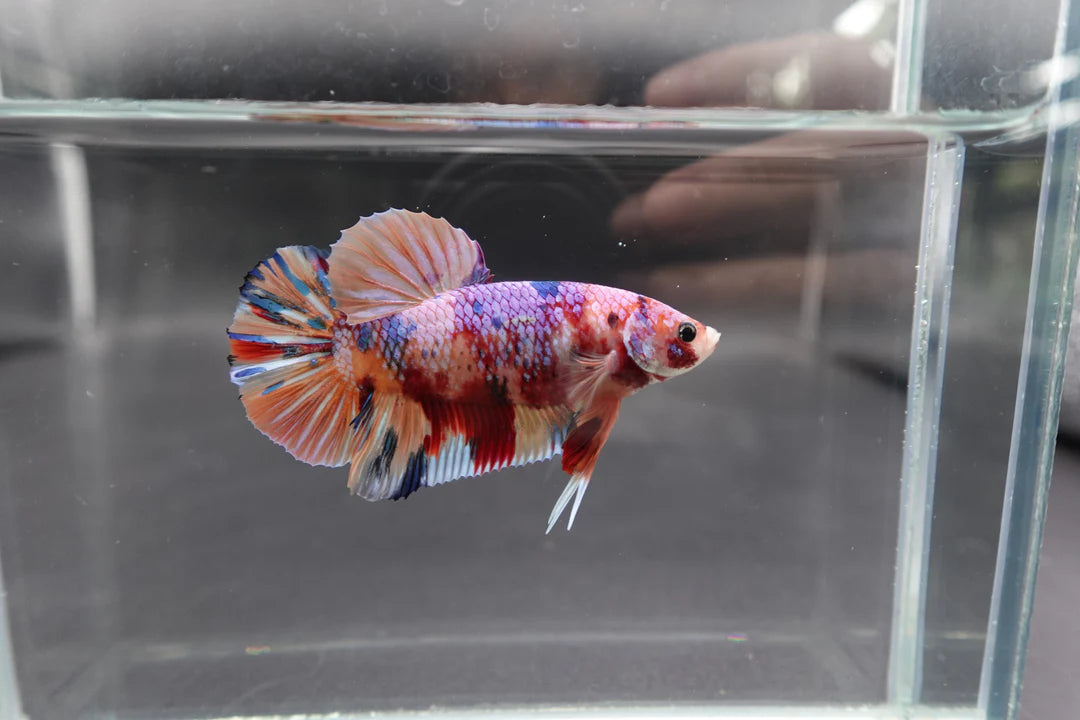 Rare Giant Multicolors Betta Fish (Male)