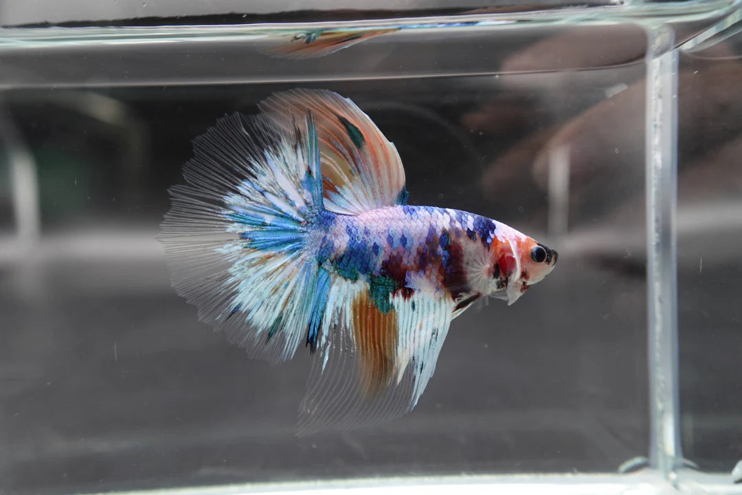 Rare Giant Halfmoon Fancy Blue Betta Fish (Male)