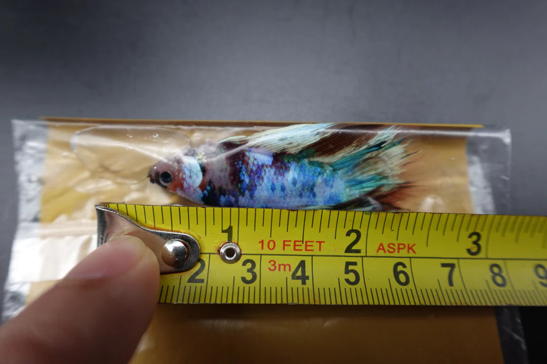 Rare Giant Halfmoon Fancy Blue Betta Fish (Male)