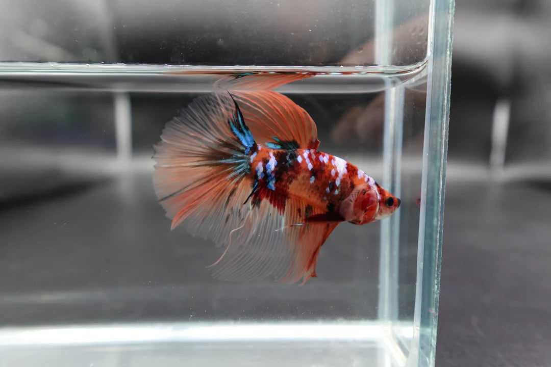 Rare Giant Halfmoon Nemo Betta Fish (Male)