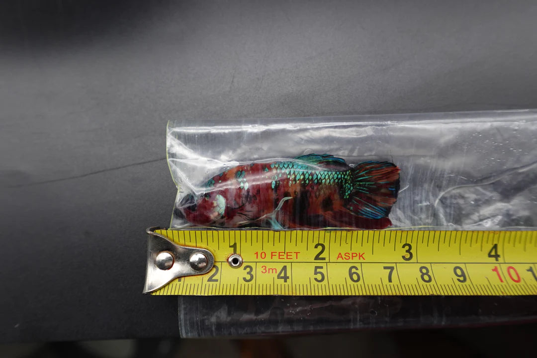 Competition Grade - Giant Multicolors Betta Fish (Male)