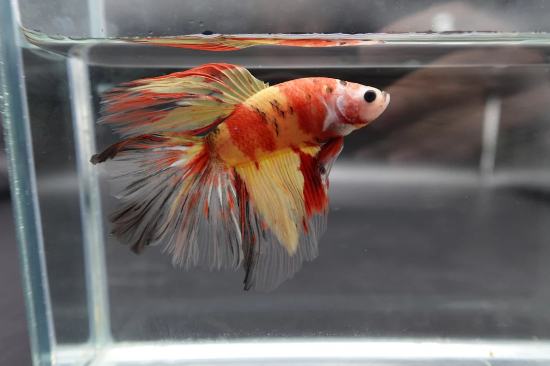 Rare Giant Halfmoon Nemo Betta Fish (Male)