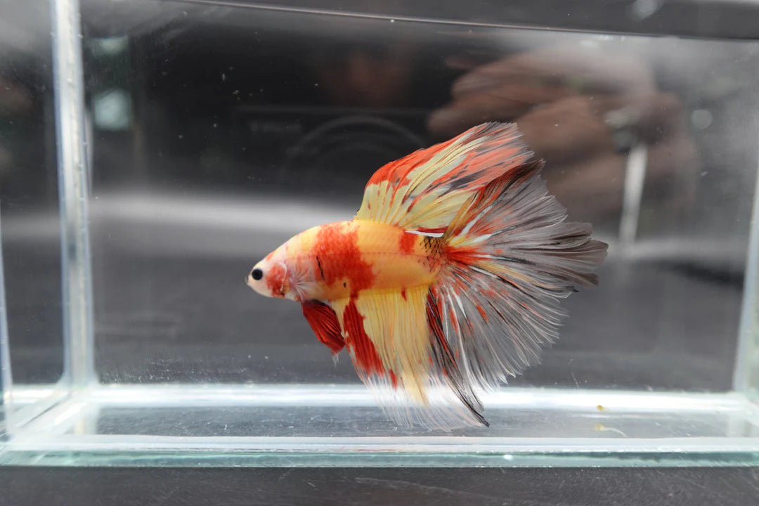Rare Giant Halfmoon Nemo Betta Fish (Male)
