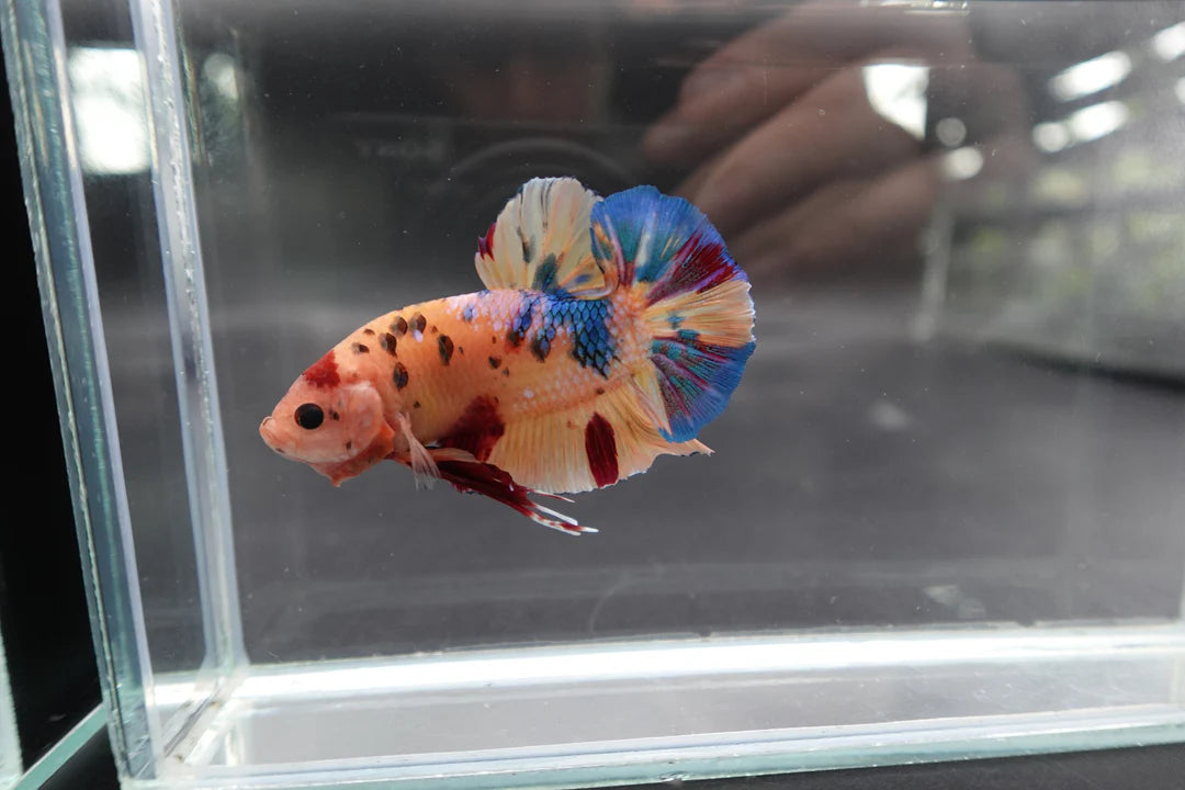 Rare Giant Multicolors Betta Fish (Male)