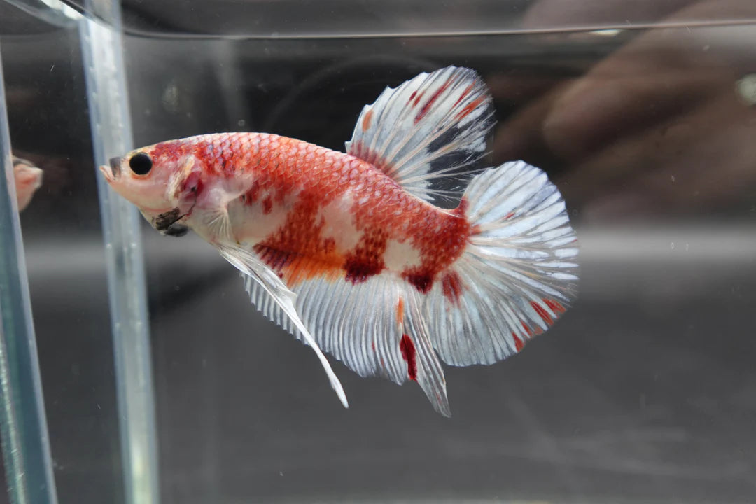 Rare Giant Koi Red And White Betta Fish (Male)
