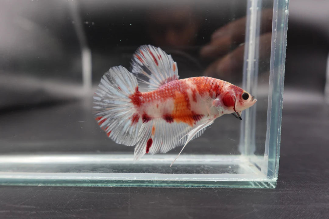 Rare Giant Koi Red And White Betta Fish (Male)