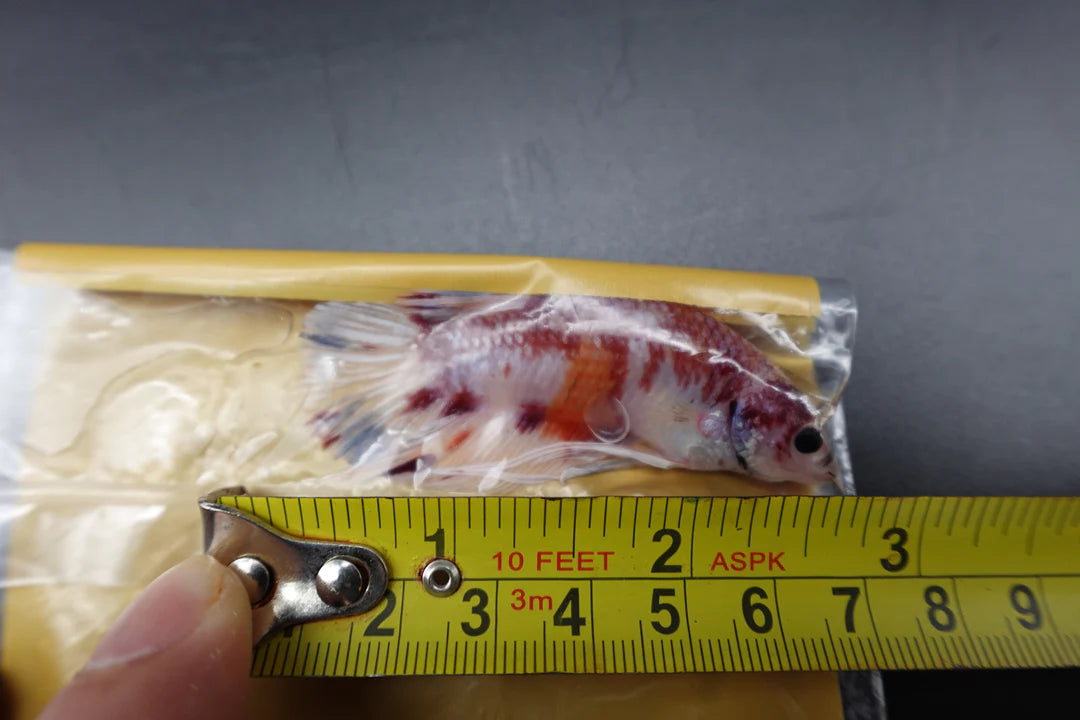 Rare Giant Koi Red And White Betta Fish (Male)