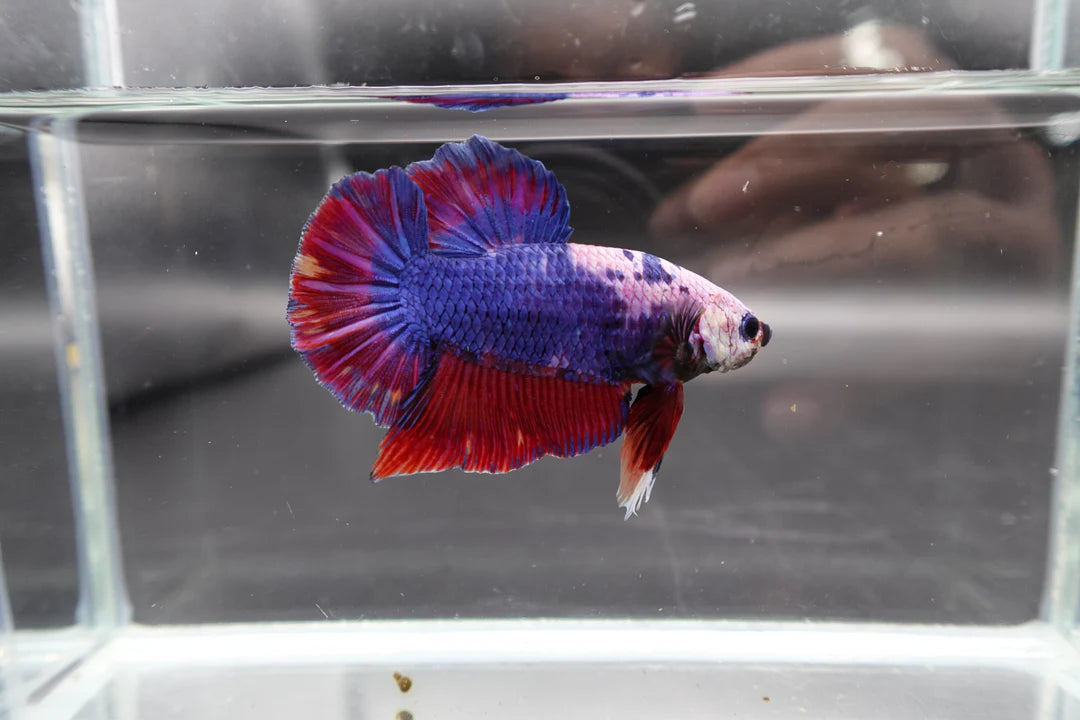 Rare Giant Multicolors Betta Fish (Male)