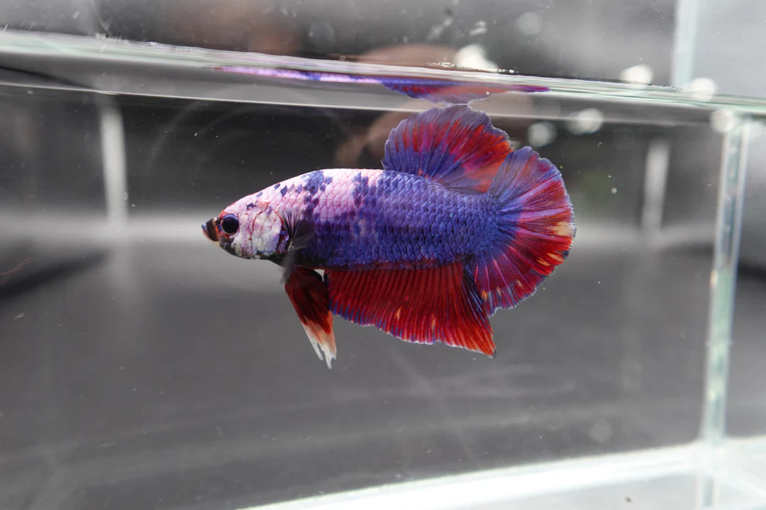 Rare Giant Multicolors Betta Fish (Male)