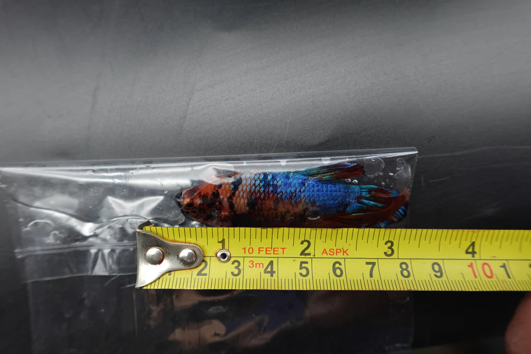 Rare Giant Multicolors Betta Fish (Male)