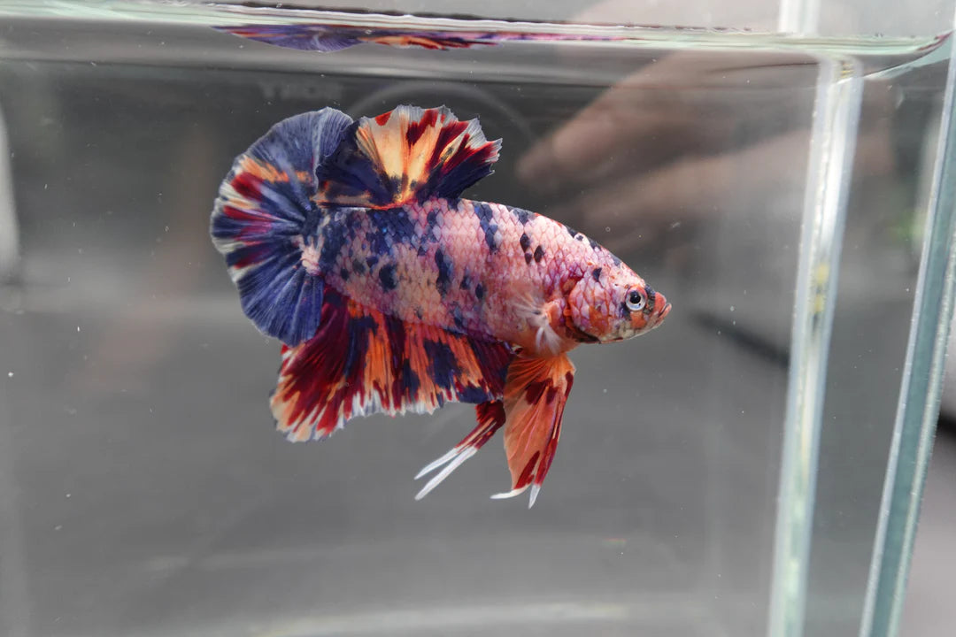 Rare Giant Multicolors Betta Fish (Male)