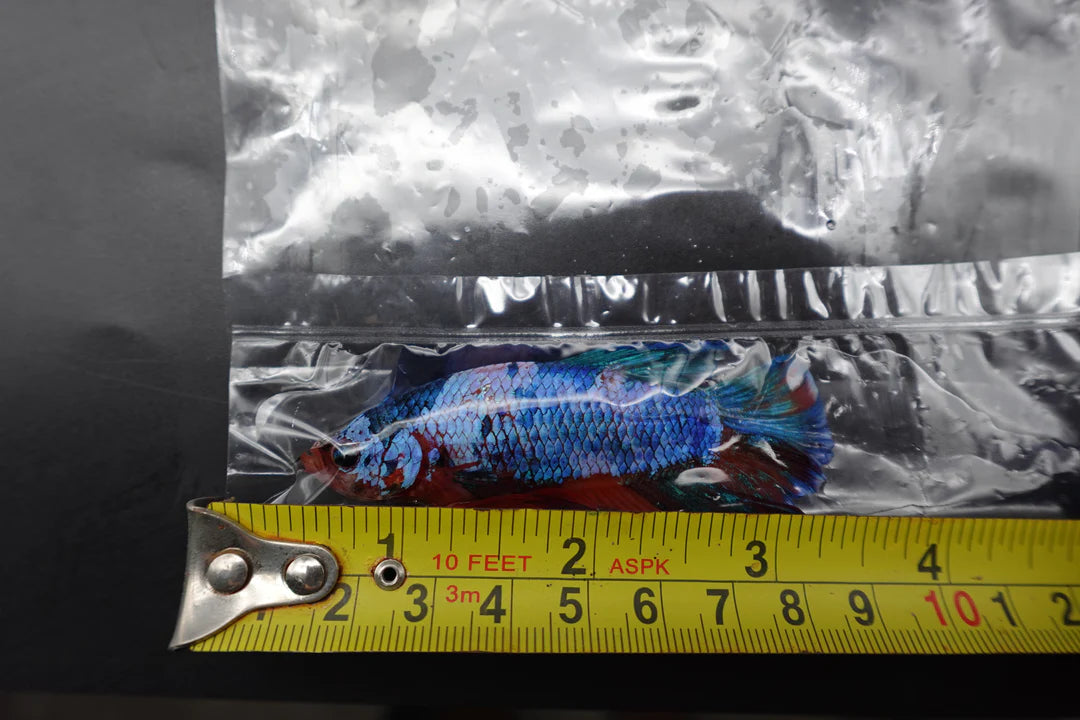 Rare Giant Multicolors Betta Fish (Male)