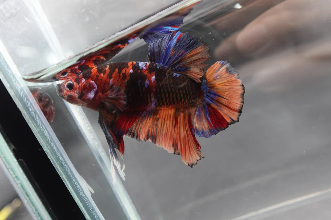 Rare Giant Multicolors Betta Fish (Male)