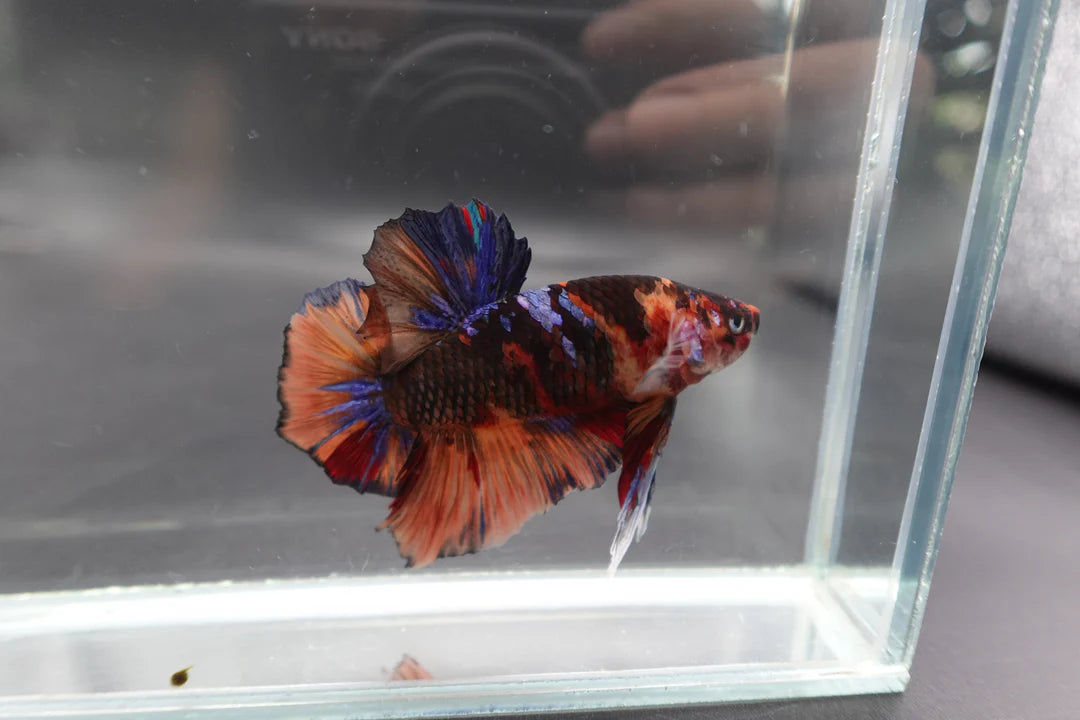Rare Giant Multicolors Betta Fish (Male)